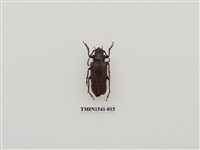 藏品(天牛科)的圖片